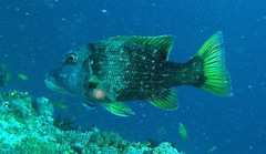Lethrinus erythracanthus