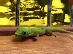 Phelsuma laticauda