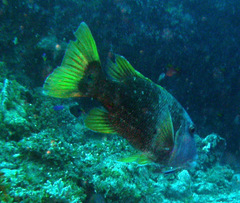Lethrinus erythracanthus