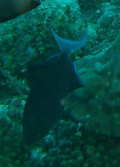 Odonus niger