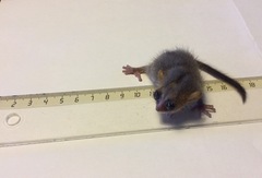 Microcebus danfossi