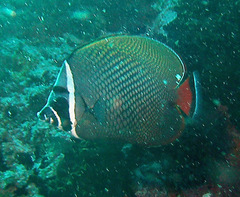 Chaetodon collare