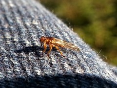 Lipoptena depressa