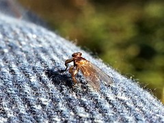Lipoptena depressa