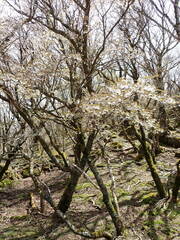 (c) W Rao, some rights reserved (CC BY) Prunus incisa, photograph (c) W Rao, some rights reserved (CC BY)