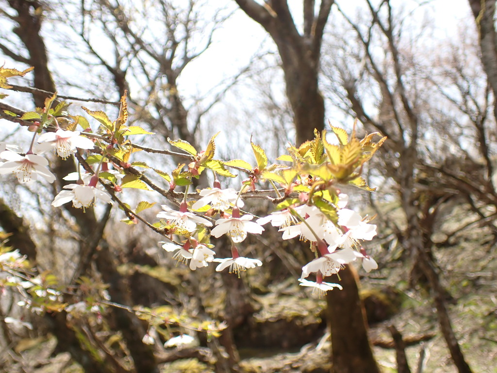 Anh đào Fuji – Prunus incisa