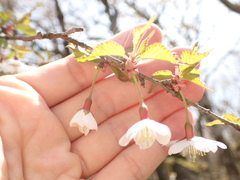 Prunus incisa, photograph (c) W Rao, some rights reserved (CC BY)