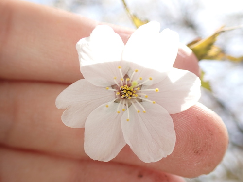 Prunus incisa, photograph 5