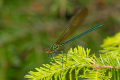 Calopteryx amata