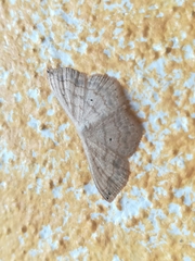 Scopula umbilicata