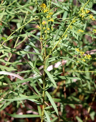 Euthamia scabra