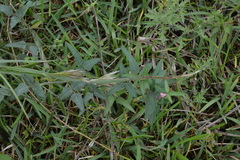 Strophostyles helvola