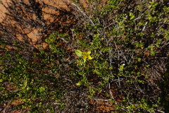 Roepera aurantiaca aurantiaca