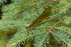Calopteryx amata