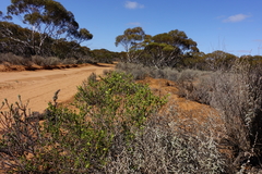 Roepera aurantiaca aurantiaca