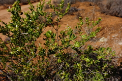 Roepera aurantiaca aurantiaca