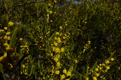Acacia halliana