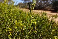Acacia halliana