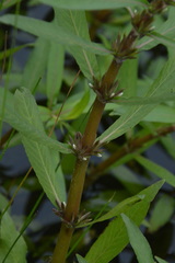 Hygrophila lacustris