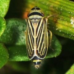 Amblysellus curtisii