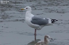 Larus argentatus mongolicus