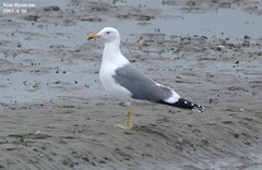 Larus argentatus mongolicus