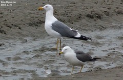 Larus argentatus mongolicus