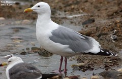 Larus argentatus mongolicus