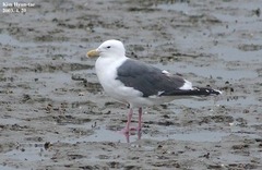 Larus fuscus heuglini