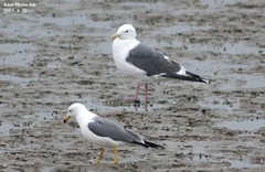 Larus fuscus heuglini