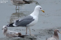 Larus fuscus heuglini