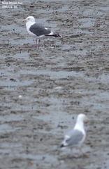 Larus fuscus heuglini