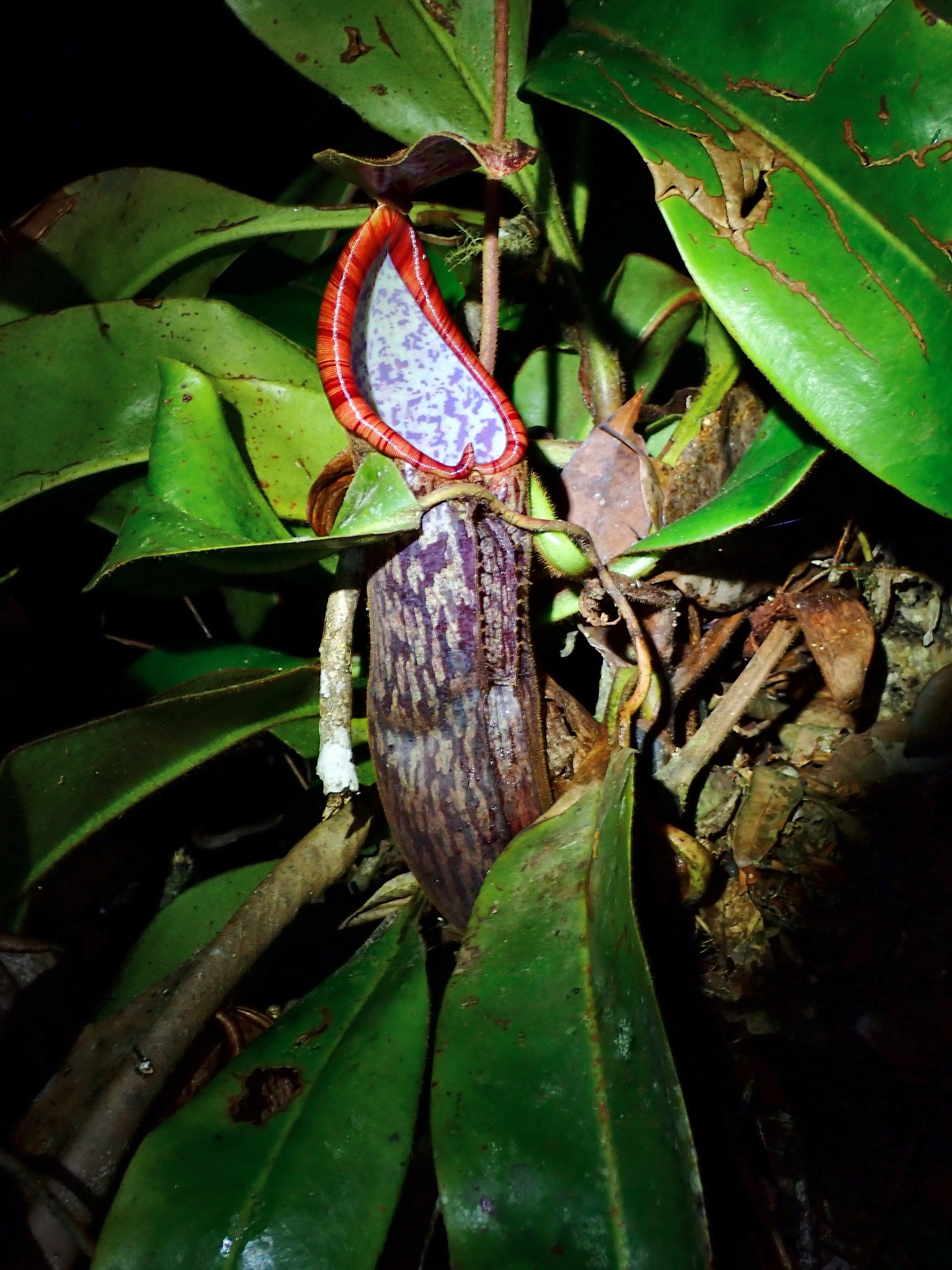 Nepenthes stenophylla Mast.