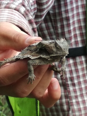 Phrynosoma taurus