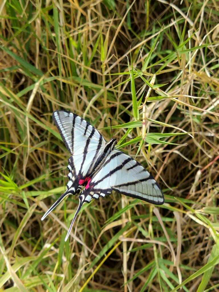 Eurytides tlahuica