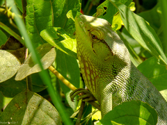 Polychrus gutturosus