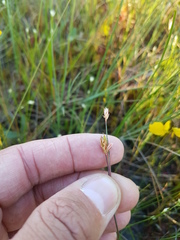 Juncus stygius americanus