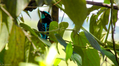 Dacnis lineata