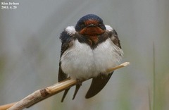 Hirundo rustica gutturalis