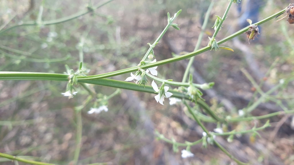 Teucrium betchei