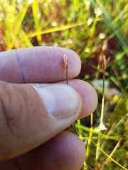Juncus stygius americanus