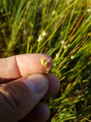 Juncus stygius americanus