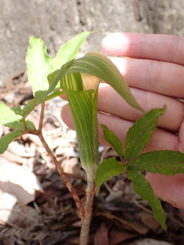 Image of Arisaema japonicum by (c) W Rao, some rights reserved (CC BY)