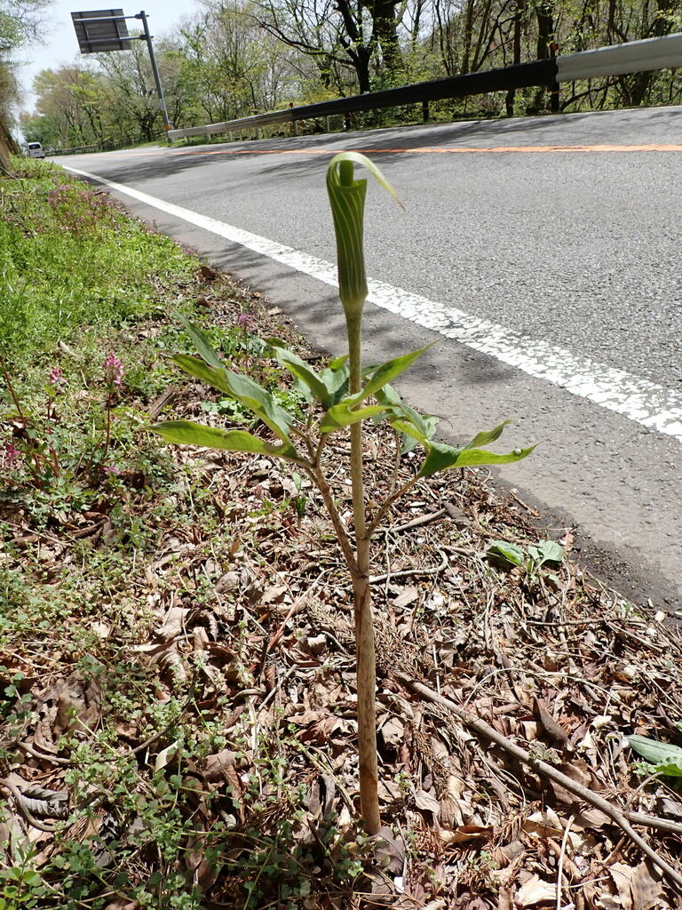 Arisaema japonicum; photograph W Rao, CC BY, iNaturalist via GBIF