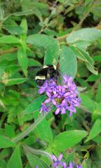 Bombus medius