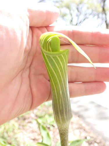 Arisaema japonicum, photograph 4