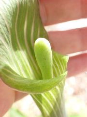 W Rao, CC BY, iNaturalist via GBIF Arisaema japonicum, photograph W Rao, CC BY, iNaturalist via GBIF