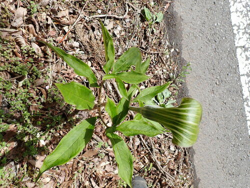 Image of Arisaema japonicum by (c) W Rao, some rights reserved (CC BY)
