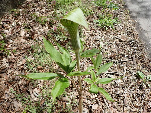 Arisaema japonicum, photograph 1