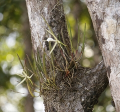 Brassavola nodosa image